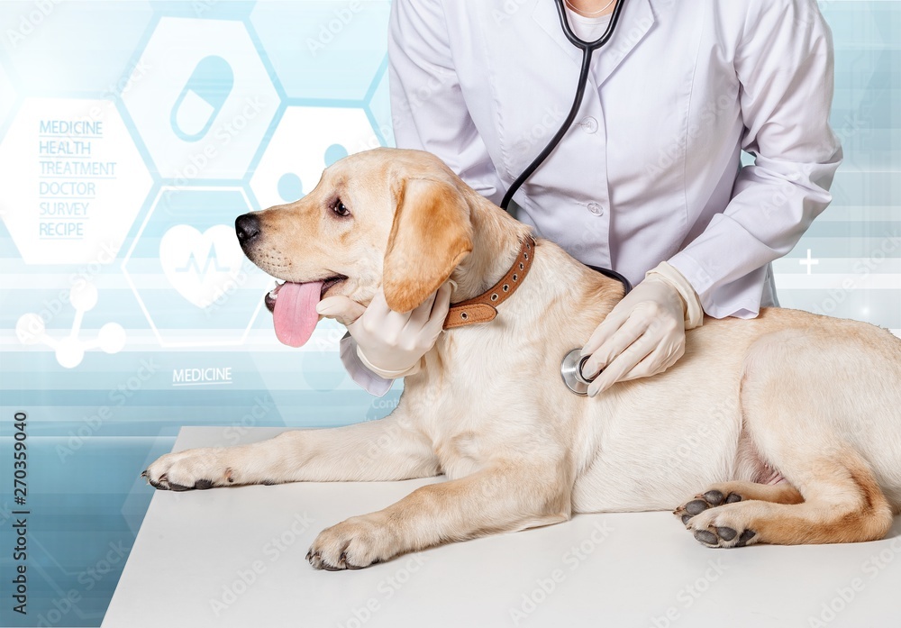 Young female vet with dog on light blurred background