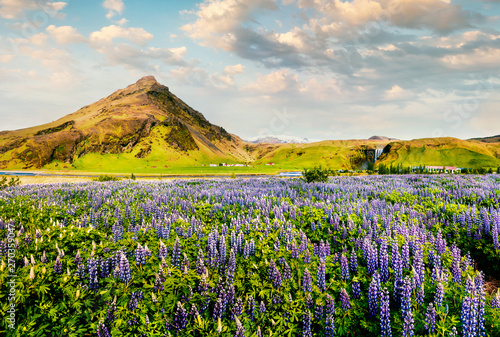 Blooming lupine flowers near amazing Skogafoss waterfall in south Iceland, Europe. Bright summer view of North countryside. Beauty of nature concept background. Instagram filter toned.