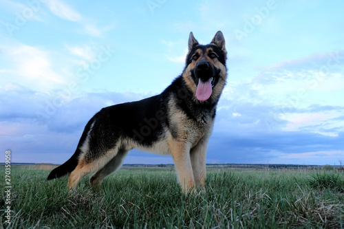German Shepherd in the field