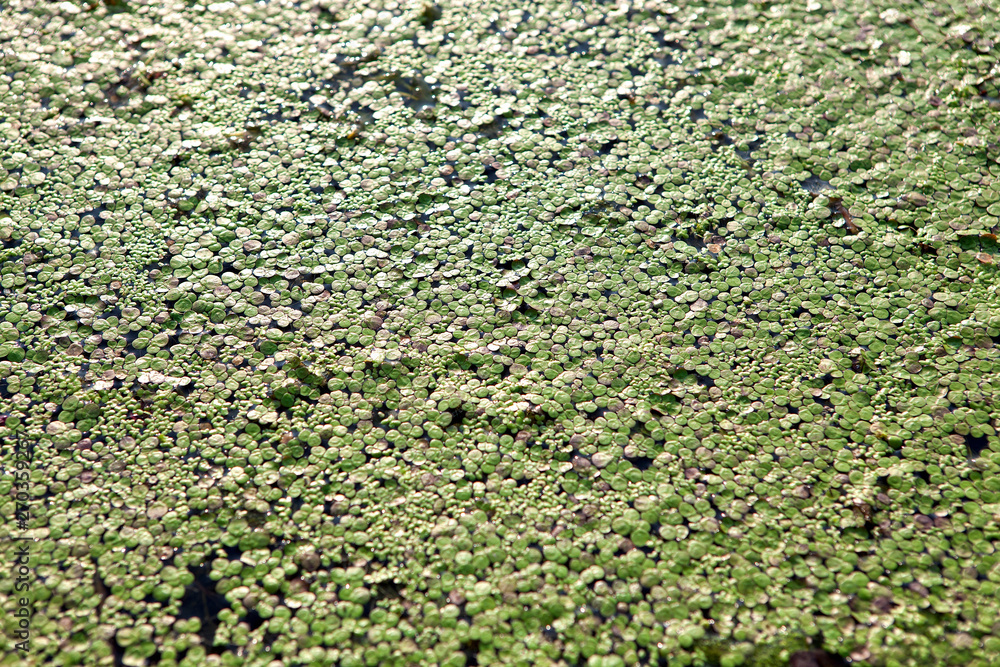 green alga on the water surface