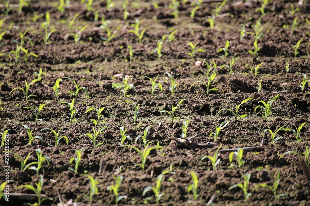 young plants in the field young plants in the field