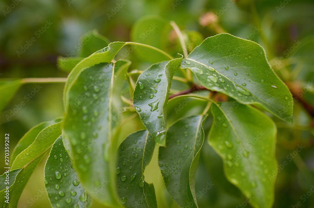 raindrops on leaves of a tree close-up raindrops on leaves of a tree close-up