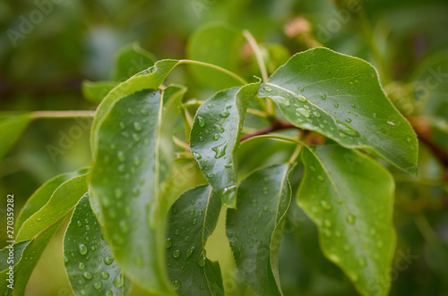raindrops on leaves of a tree close-up