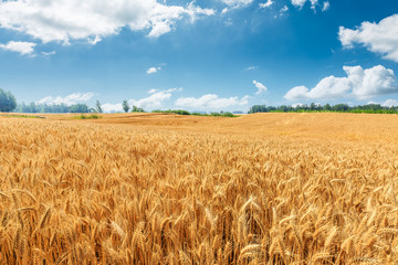 Yellow wheat field and blue sky
