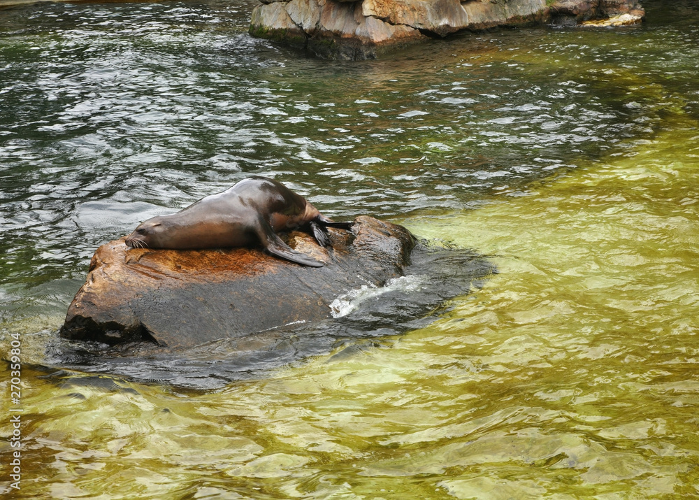 Fototapeta premium Seal in Berlin. Germany