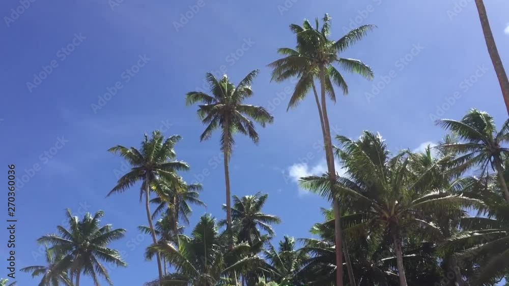palm trees in front of open blue skies palm trees in front of open blue skies