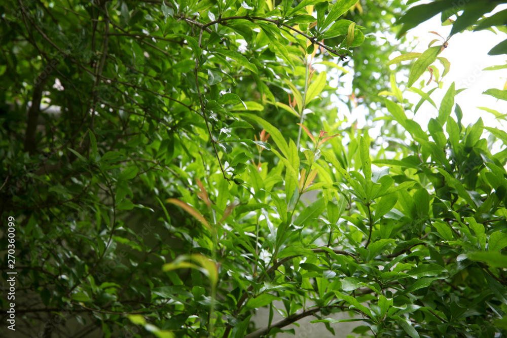 Pomegranate tree and blue sky Pomegranate tree and blue sky
