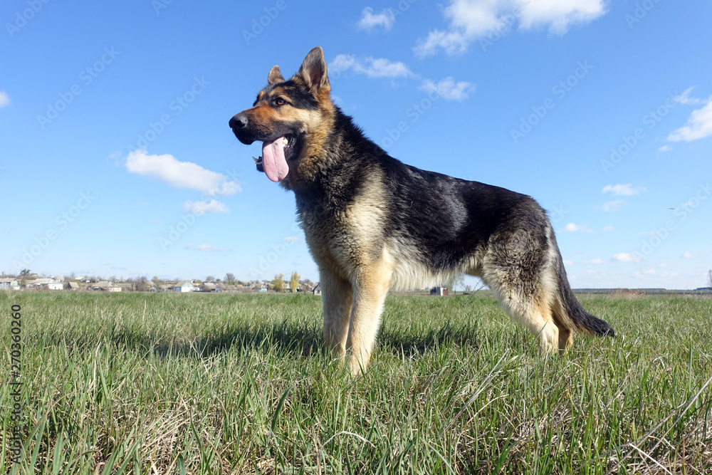 German shepherd with tongue hanging out standing in the field