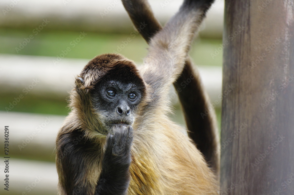 Naklejka premium 興味津々