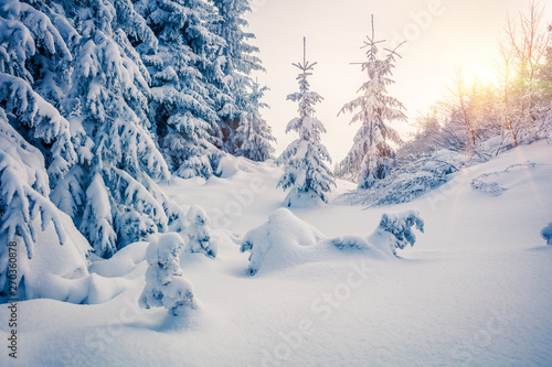 Exciting winter sunrise in the mountain forest with snow covered fir trees. Colorful outdoor scene, Happy New Year celebration concept. Beauty of nature concept background. photo