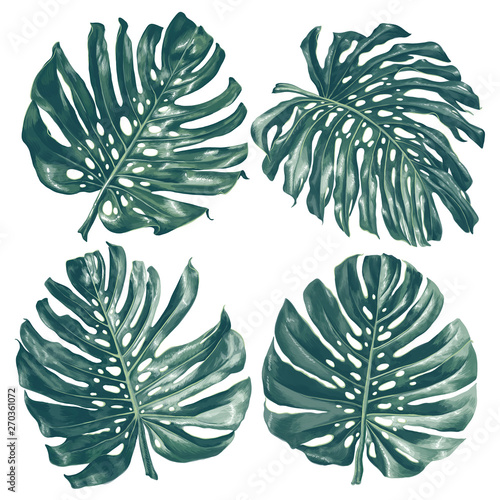 Vector tropical set with monstera leaves. Exotic elements for cosmetics, health care products, wedding or summer background, patterns, wallpapers, fabric, wrapping paper. Realistic style, hand drawn.