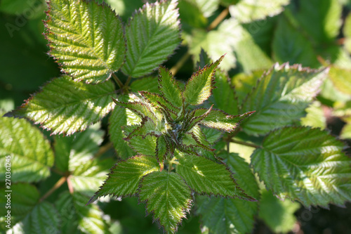 young BlackBerry leaves close-up in the garden