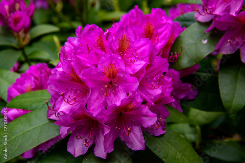 Rhododendrons en fleurs