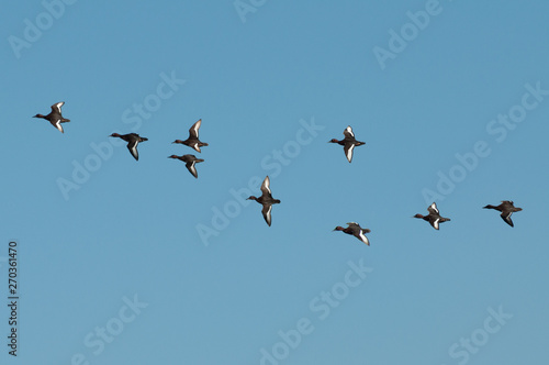 flock of Ferruginous duck (Aythya nyroca) flying to the left side