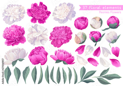 Set of floral elements with peonies flowers and leaves. Hand drawn, vector botanical flora for decoration, wedding invitation, patterns, wallpapers, fabric, wrapping paper. Realistic style.