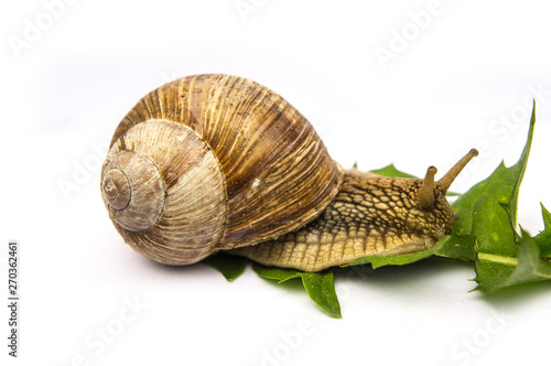 snail with green leaf isolated on white