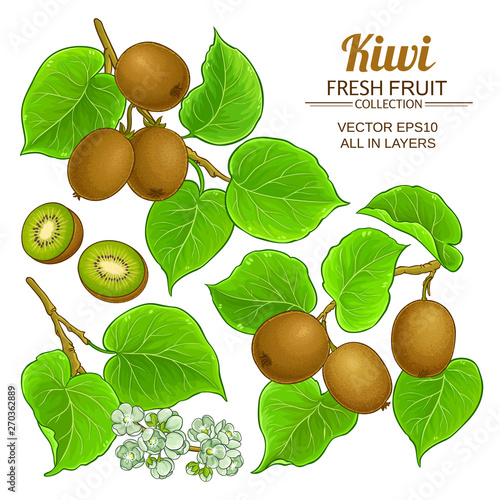 kiwi vector set