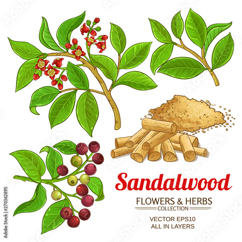 sandalwood vector set