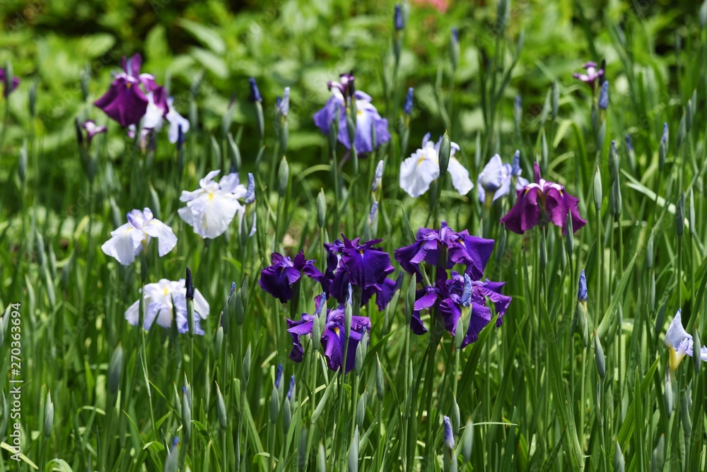 Japanese iris is blooming in the iris garden.