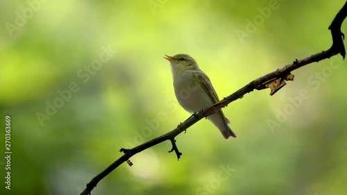 Wood warbler (Phylloscopus sibilatrix) singing in forest photo