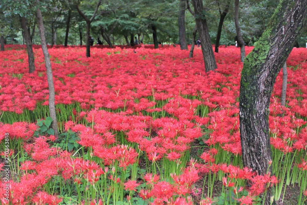 巾着田の曼殊沙華