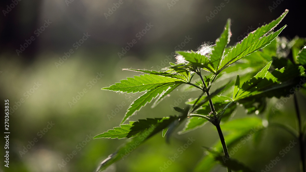 A green, large sheet of cannabis.Forest Glade.The backlit, evening light hemp leaves.Openwork sheet of hemp. A branch of hemp in the sun. Medicinal herb of the southern region. A green, large sheet of cannabis.Forest Glade.The backlit, evening light hemp leaves.Openwork sheet of hemp. A branch of hemp in the sun. Medicinal herb of the southern region.