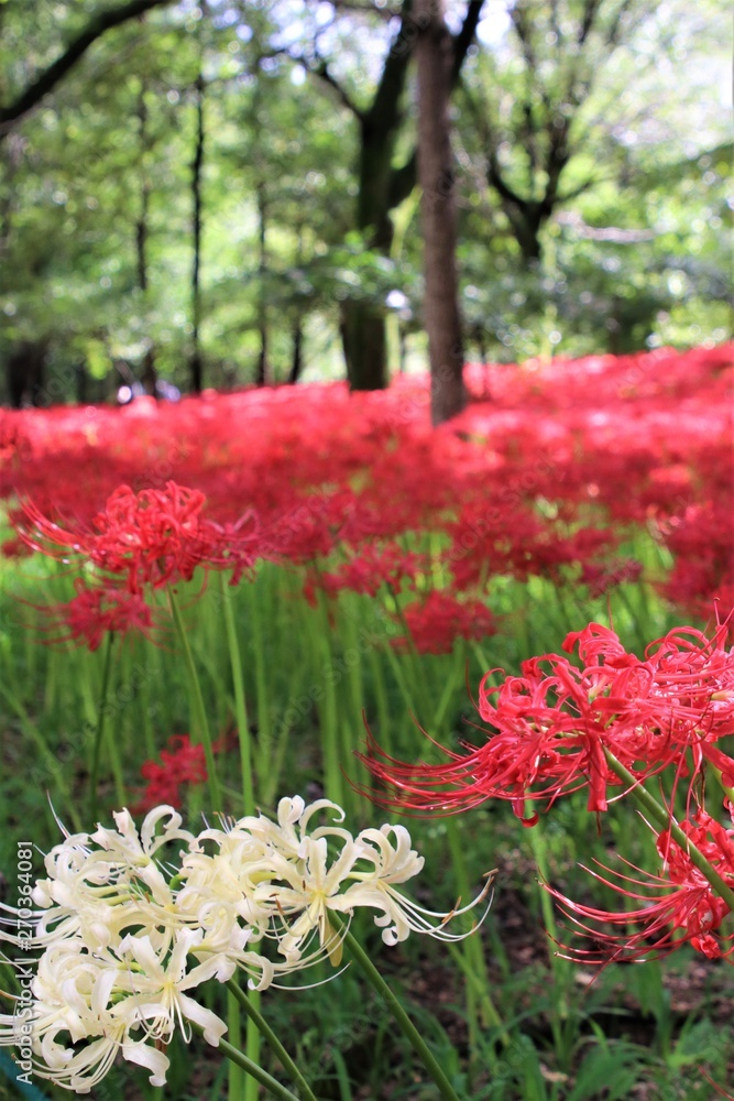 白い曼殊沙華