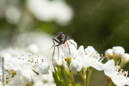 Assasin fly on blossom