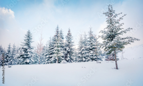 Frosty winter morning in mountain forest with snow covered fir trees. Splendid outdoor scene, Happy New Year celebration concept. Artistic style post processed photo. © Andrew Mayovskyy