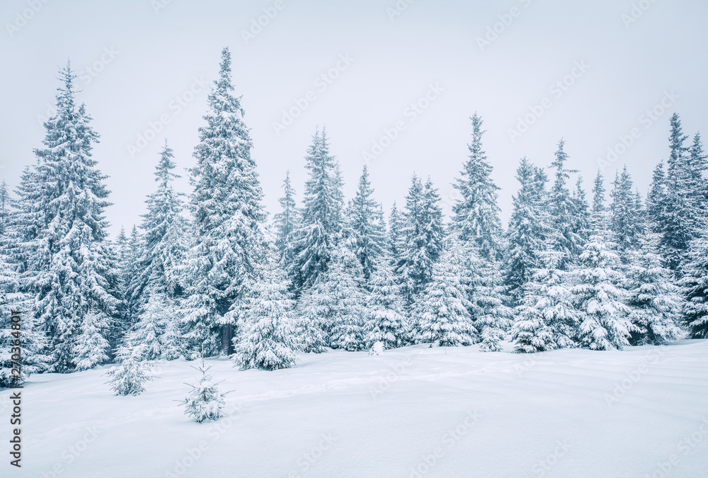 Bright winter morning in mountain forest with snow covered fir trees. Splendid outdoor scene, Happy New Year celebration concept. Artistic style post processed photo. Bright winter morning in mountain forest with snow covered fir trees. Splendid outdoor scene, Happy New Year celebration concept. Artistic style post processed photo.