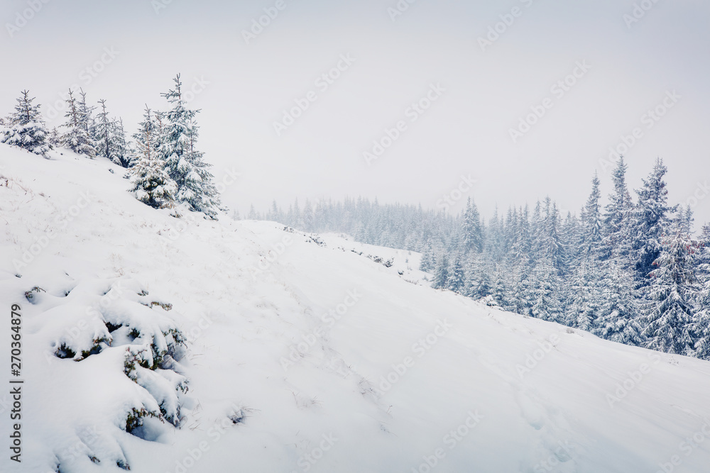 Mountain hills after a huge blizzard. Splendid outdoor scenewith snow covered fir trees, Happy New Year celebration concept. Beauty of nature concept background.