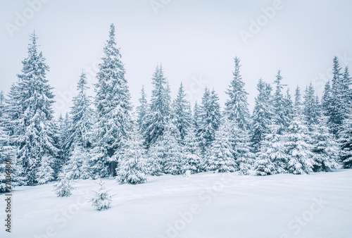Bright winter morning in mountain forest with snow covered fir trees. Splendid outdoor scene, Happy New Year celebration concept. Artistic style post processed photo.
