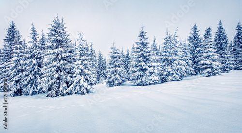 Cold winter morning in mountain foresty with snow covered fir trees. Splendid outdoor scene, Happy New Year celebration concept. Artistic style post processed photo. © Andrew Mayovskyy
