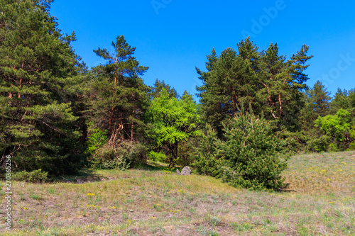 View of a pine forest on sunny day