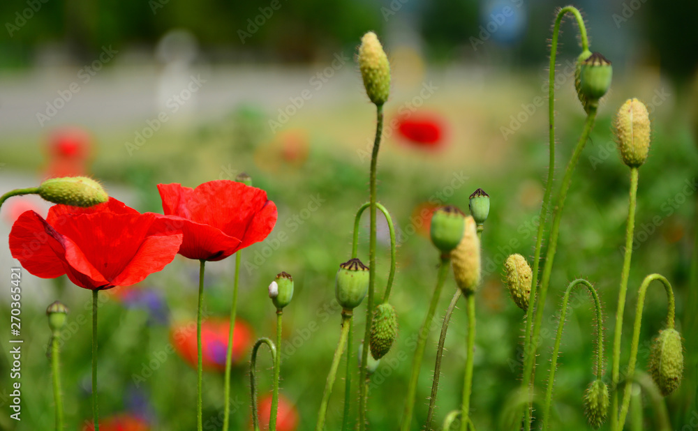 Obraz premium poppy field of red poppies