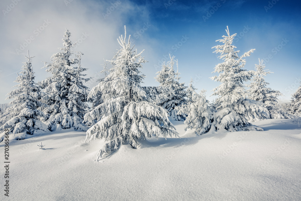 Obraz premium Wonderful winter morning in mountain forest with snow covered fir trees. Sunny outdoor scene, Happy New Year celebration concept. Beauty of nature concept background.