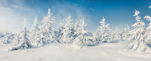 Fabulous winter panorama of mountain forest with snow covered fir trees. Colorful outdoor scene, Happy New Year celebration concept. Beauty of nature concept background.