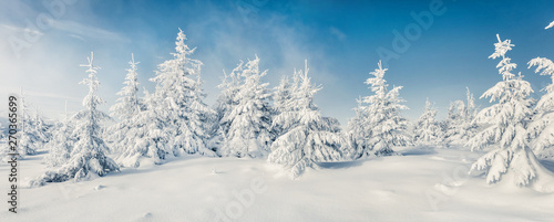 Fabulous winter panorama of mountain forest with snow covered fir trees. Colorful outdoor scene, Happy New Year celebration concept. Beauty of nature concept background.