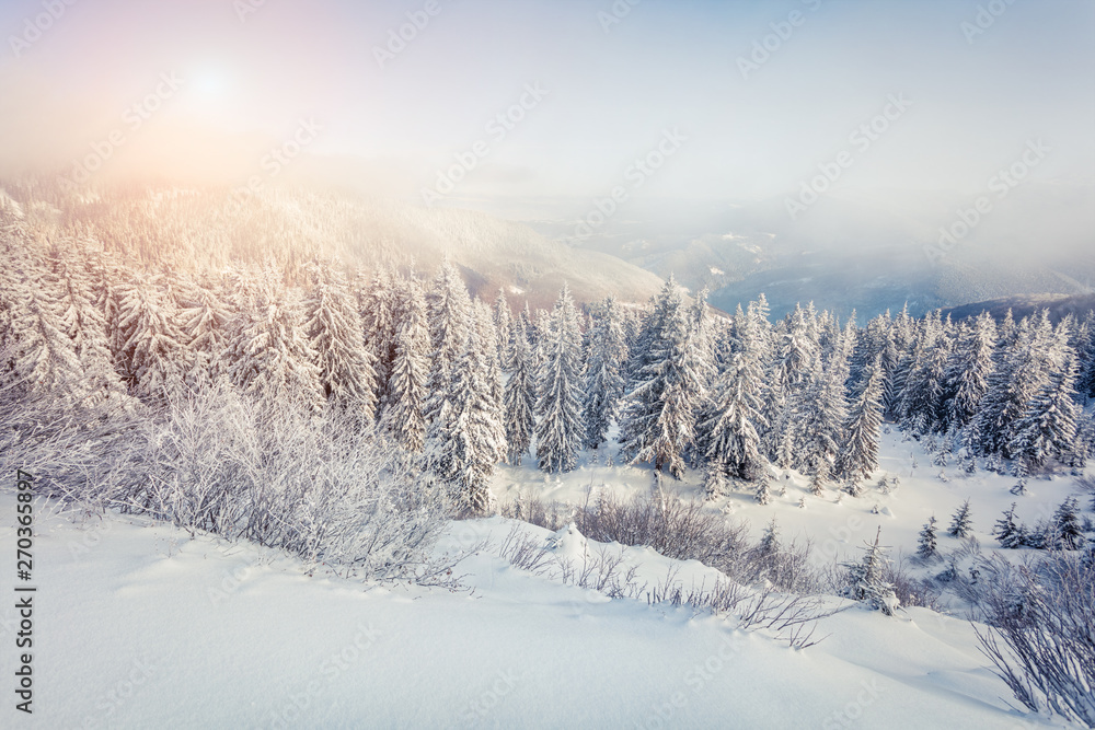 Attractive winter postcard of Carpathian mountains with snow covered fir trees. Colorful outdoor scene, Happy New Year celebration concept. Artistic style post processed photo.