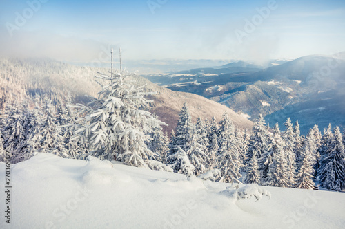 Frosty morning landscape after huge blizzard in mountain forest with snow covered fir trees. Splendid outdoor scene, Happy New Year celebration concept. Beauty of nature concept background. © Andrew Mayovskyy