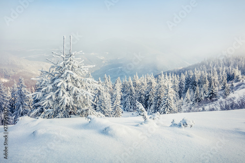 Great misty morning after huge blizzard in mountain forest with snow covered fir trees. Splendid outdoor scene, Happy New Year celebration concept. Beauty of nature concept background