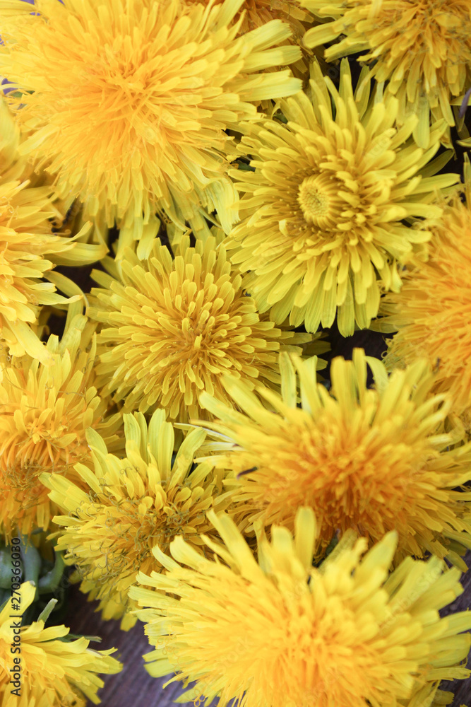 yellow dandelions on a gray background a bouquet of flowers, a bouquet of dandelions yellow dandelions on a gray background a bouquet of flowers, a bouquet of dandelions