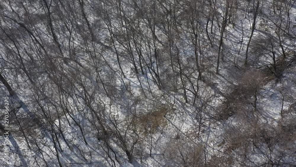 Snow on stairways through the woods 4K aerial video Snow on stairways through the woods 4K aerial video