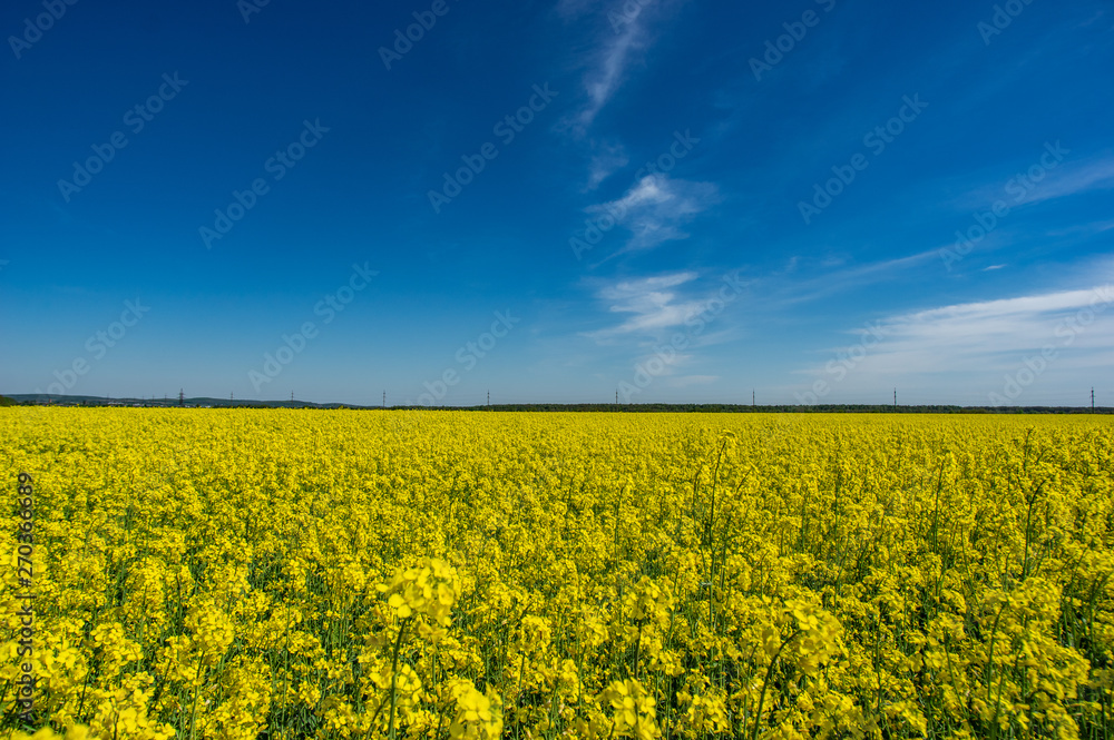 Yellow field of blooming canola