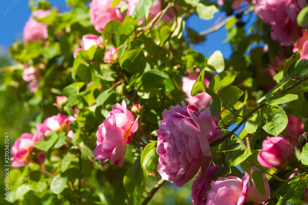 Kletterrose Constance Spry in voller Blüte Kletterrose Constance Spry in voller Blüte