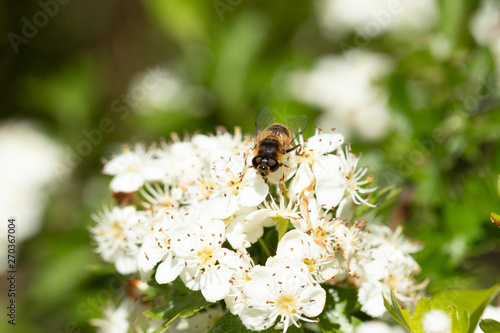 Hoverfly on blossom 2