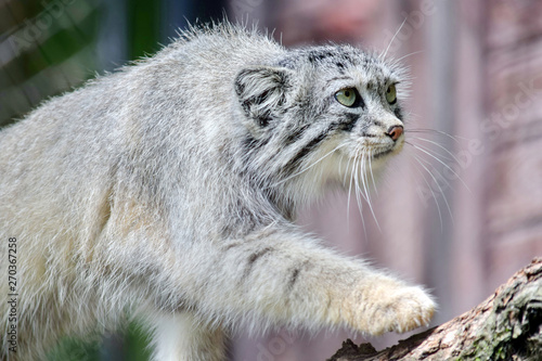 Wild Cat Otocolobus Manul Walking on Branch © KikkiaJackson