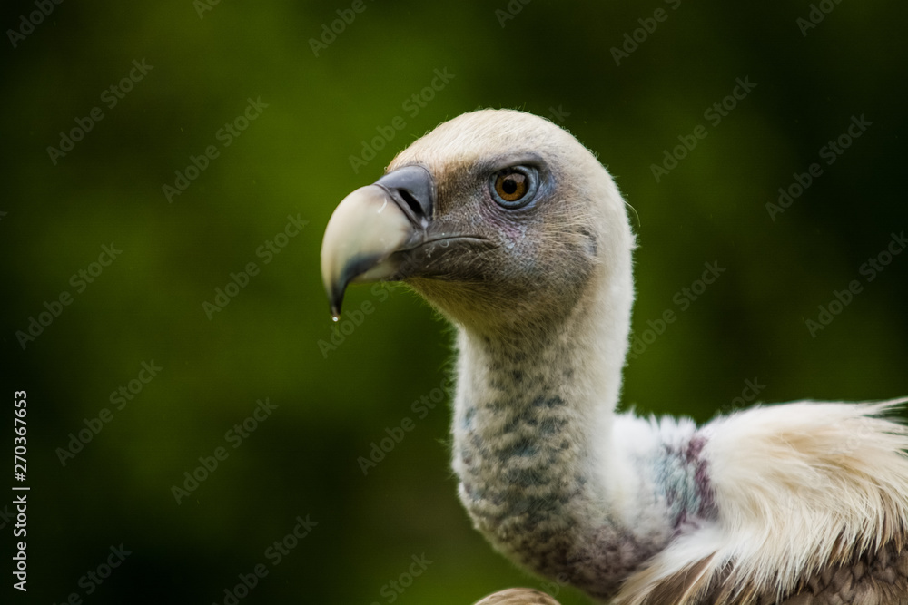 14.05.2019. Berlin, Germany. Zoo Tiagarden. The eagle sits and observes what occurs among greens around. Big wild bird. Nature. 14.05.2019. Berlin, Germany. Zoo Tiagarden. The eagle sits and observes what occurs among greens around. Big wild bird. Nature.
