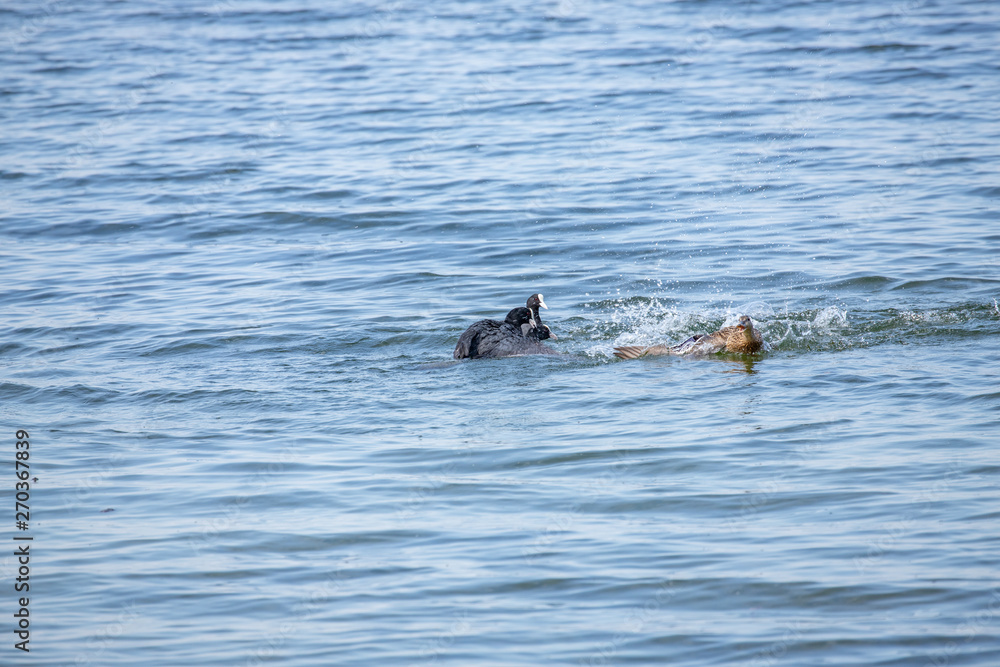 Fototapeta premium Mum defend ducklings