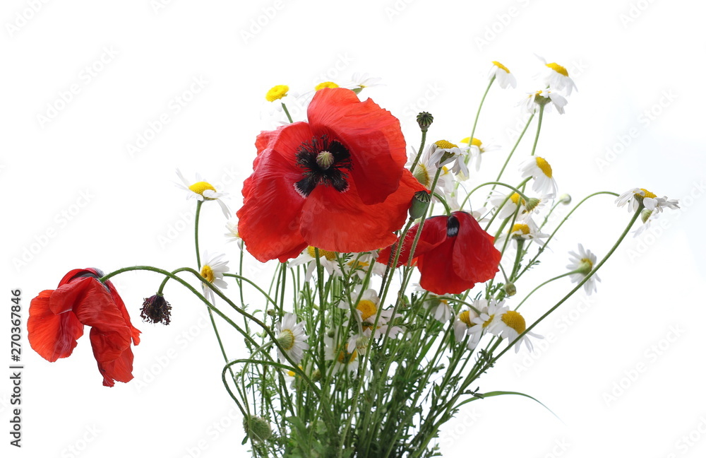 Naklejka premium Bouquet wild flowers, chamomile and red poppy flowers isolated on white background, clipping path